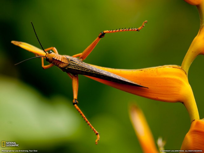 macro photography insect animal beautiful amazing stunning best